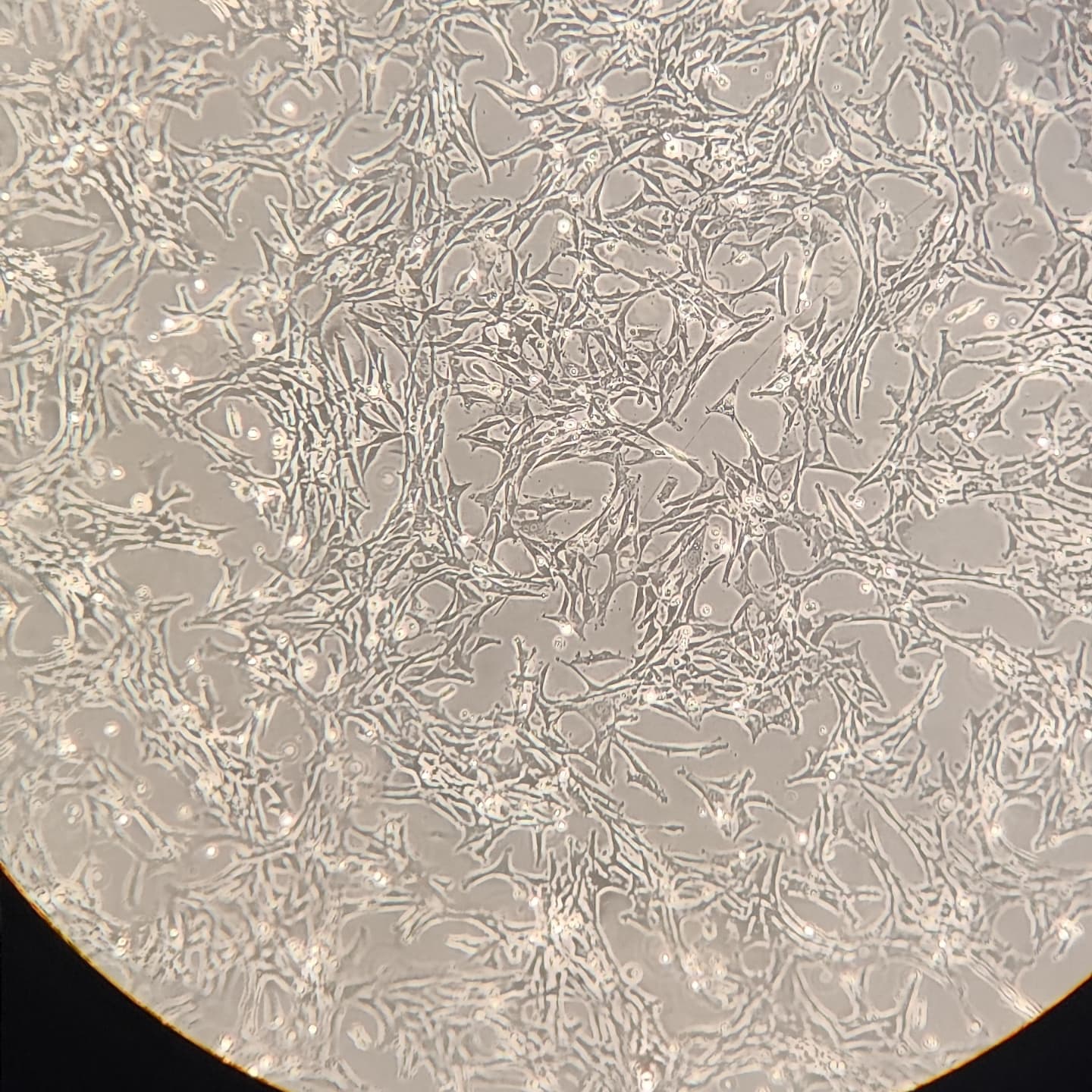 Photo taken in UI Campus